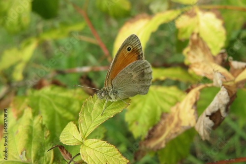 Beautiful gatekeeper butterfly on a raspberry leaves in the garden  photo