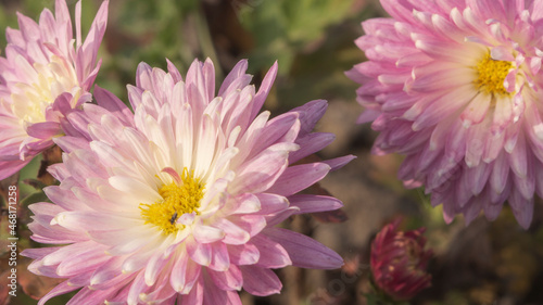 Close-up of Soft pink chrysanthemum flowers natural flowers. Pale pink chrysanthemum flowers on a blurry background. Beautiful chrysanthemums in the autumn garden. Atmospheric autumn floral background