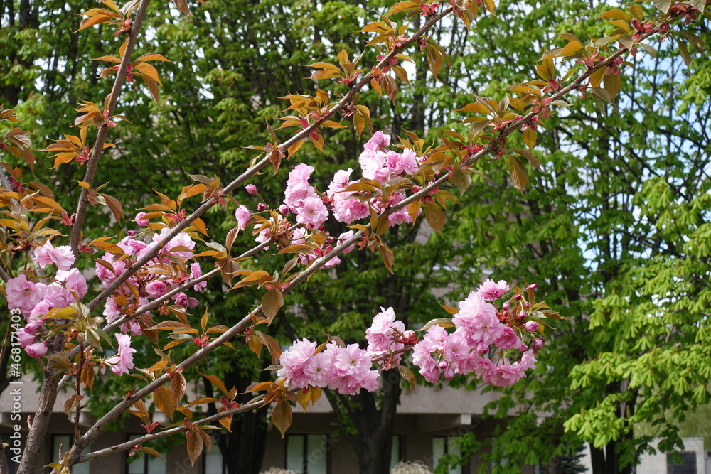 Bright pink flowers of blossoming sakura tree in April