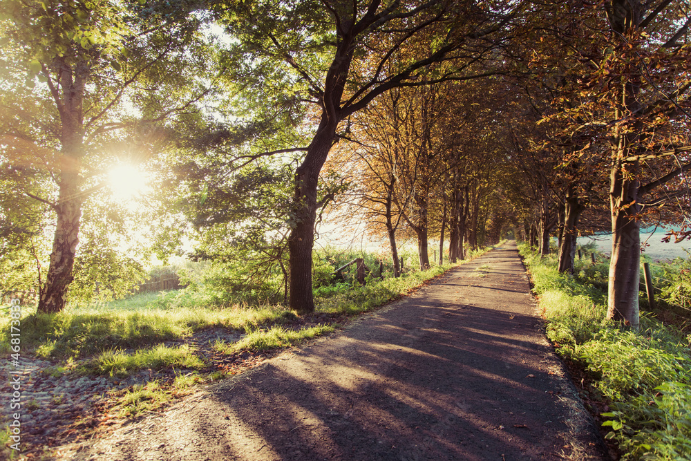Ländliche Allee am frühen morgen im Sonnenlicht. Ländliche Allee am frühen morgen im Sonnenlicht.