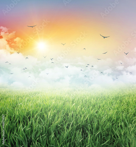 Meadow and green field under a colorful sky, low white clouds, flying birds and the rising sun © mozZz