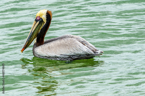 Shore birds at Sebastian inlet