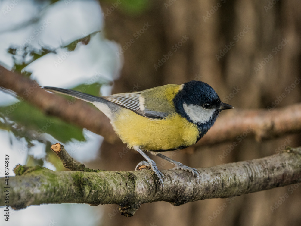 Fototapeta premium Kohlmeise