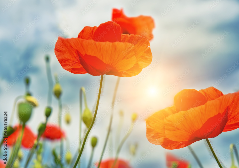 Obraz premium Red wildflowers close-up against the sky. Red poppy close-up against the sky.