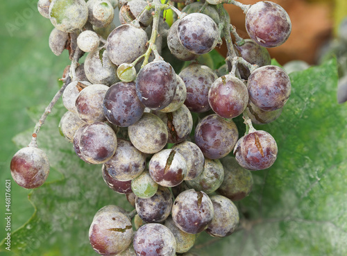 Powdery mildew of grape, wine grape diseases or pest, Uncinula necator photo