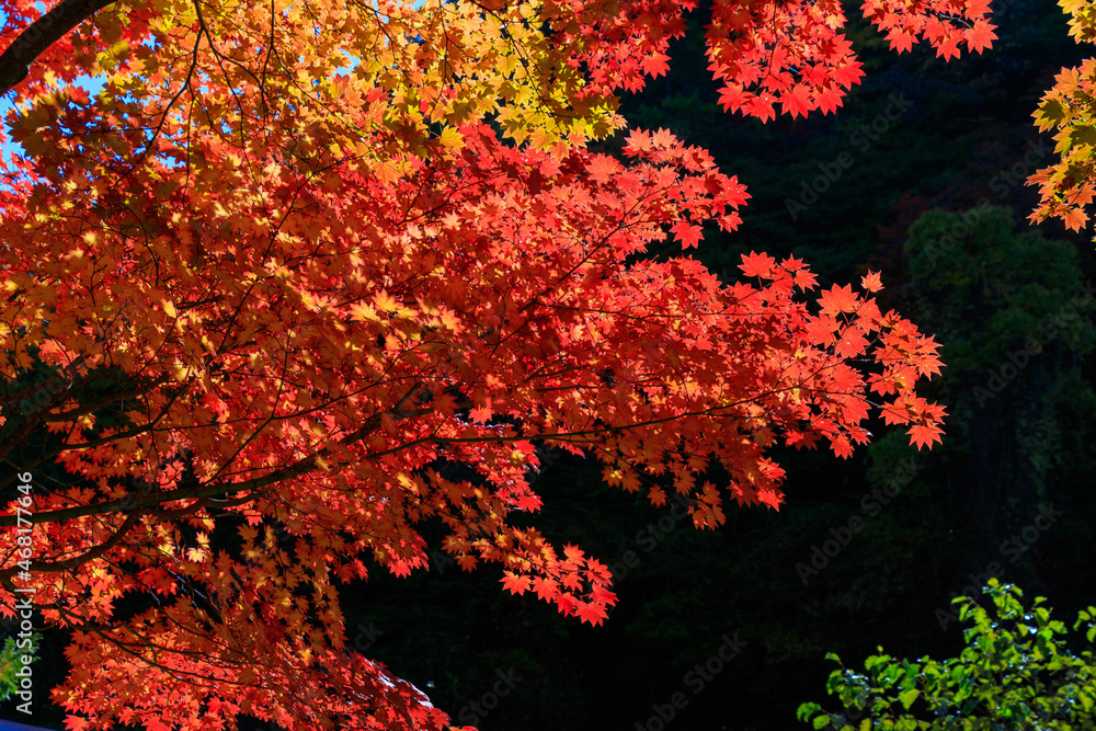 秋を彩る楓