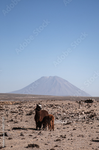 Alpaca in the desert
