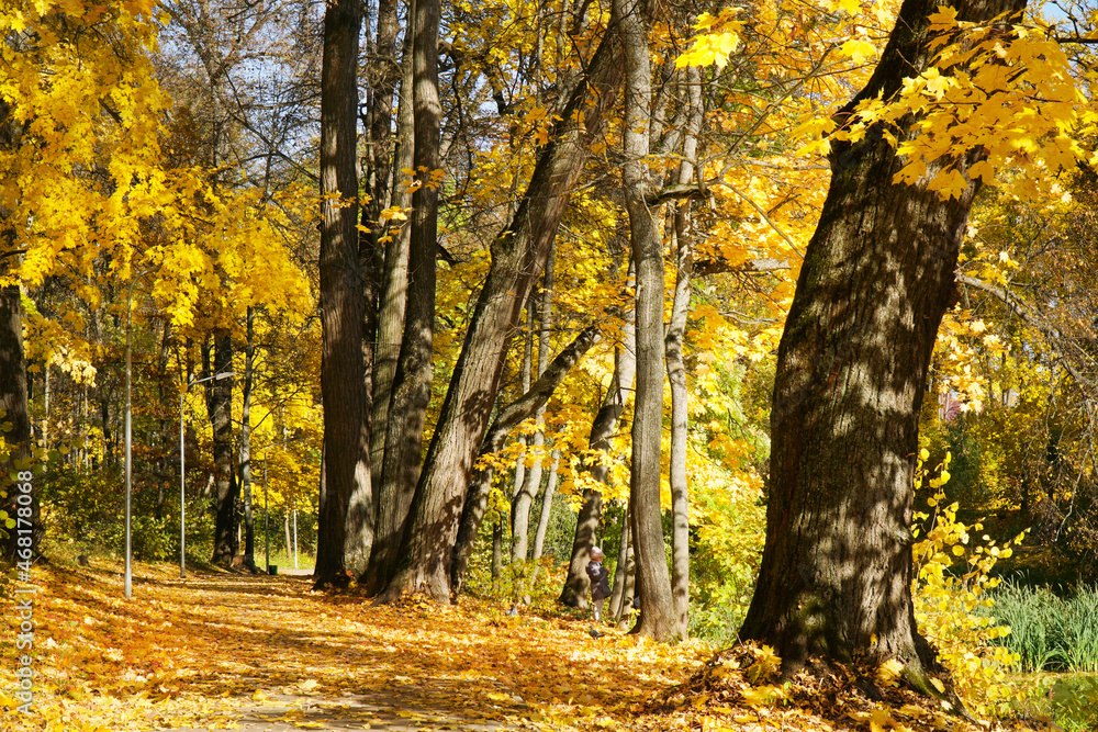 Autumn Forest Park. golden autumn oaks