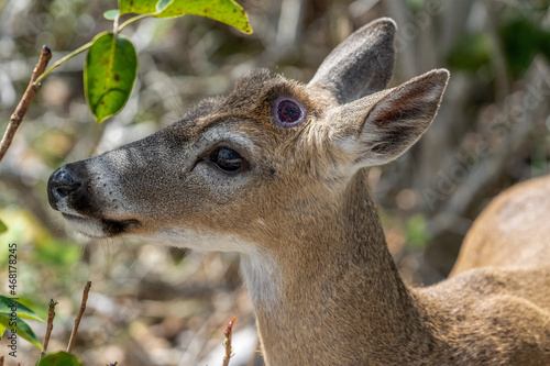 Key Deer with Pellicle in the Brush , Blue Hole, Big Pine Key photo