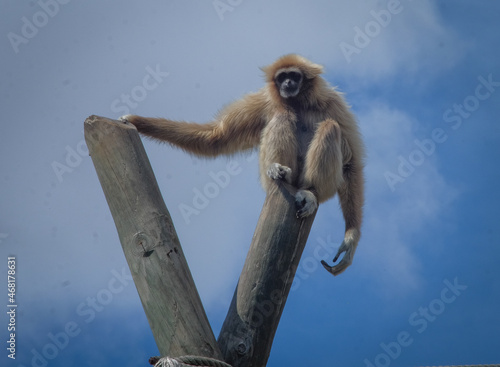 macaco photo