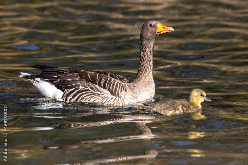 Family of greylag geese, Anser anser with small babies. Family of greylag geese, Anser anser with small babies.