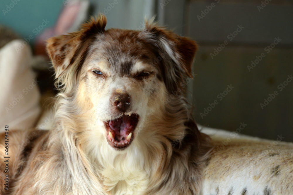 Fototapeta premium Couchhund. Schöner Hund liegt auf einem Sofa