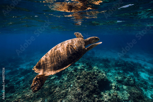 Turtle glides in ocean. Underwater view with turtle