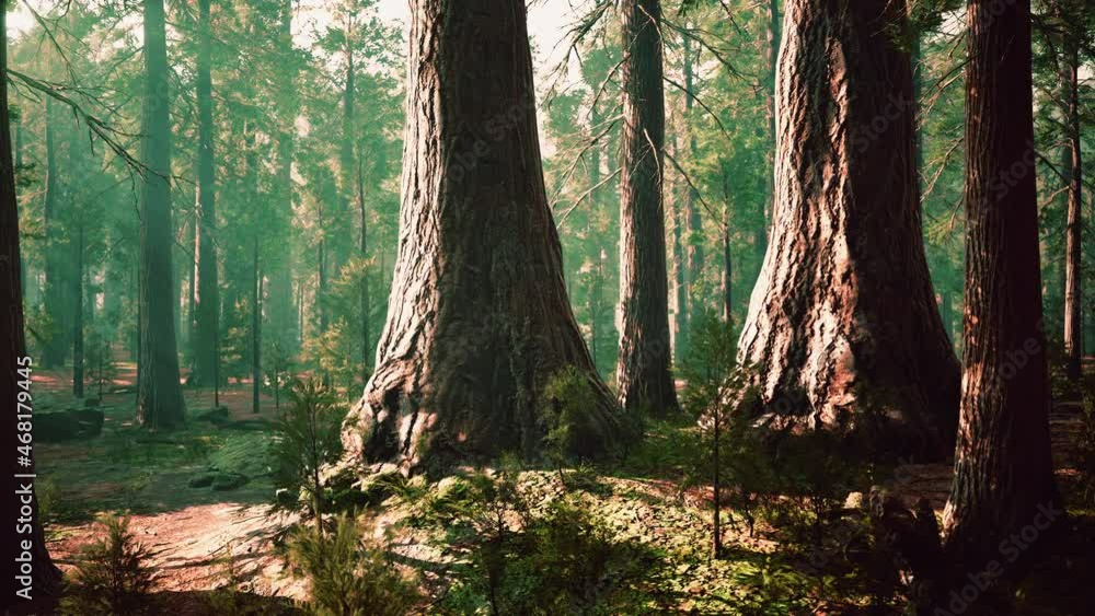 giant sequoias in the giant forest grove in the Sequoia National Park giant sequoias in the giant forest grove in the Sequoia National Park