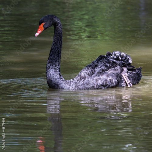 Black Swan, Cygnus atratus in a german nature park