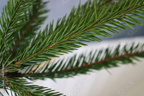 Green spruce twig reflected in the mirror