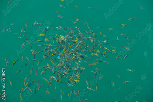 Selective focus group of yellow fish in the sea