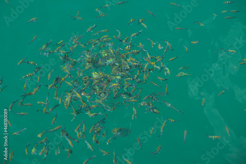 Selective focus group of yellow fish in the sea