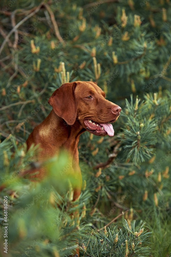 The Hungarian dog breed is on a walk in the summer in nature. The dog plays with its master.