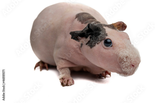 Hairless Guinea Pig