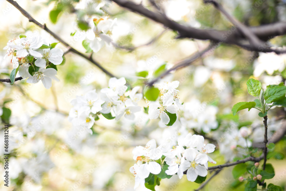 White spring flower tree White spring flower tree