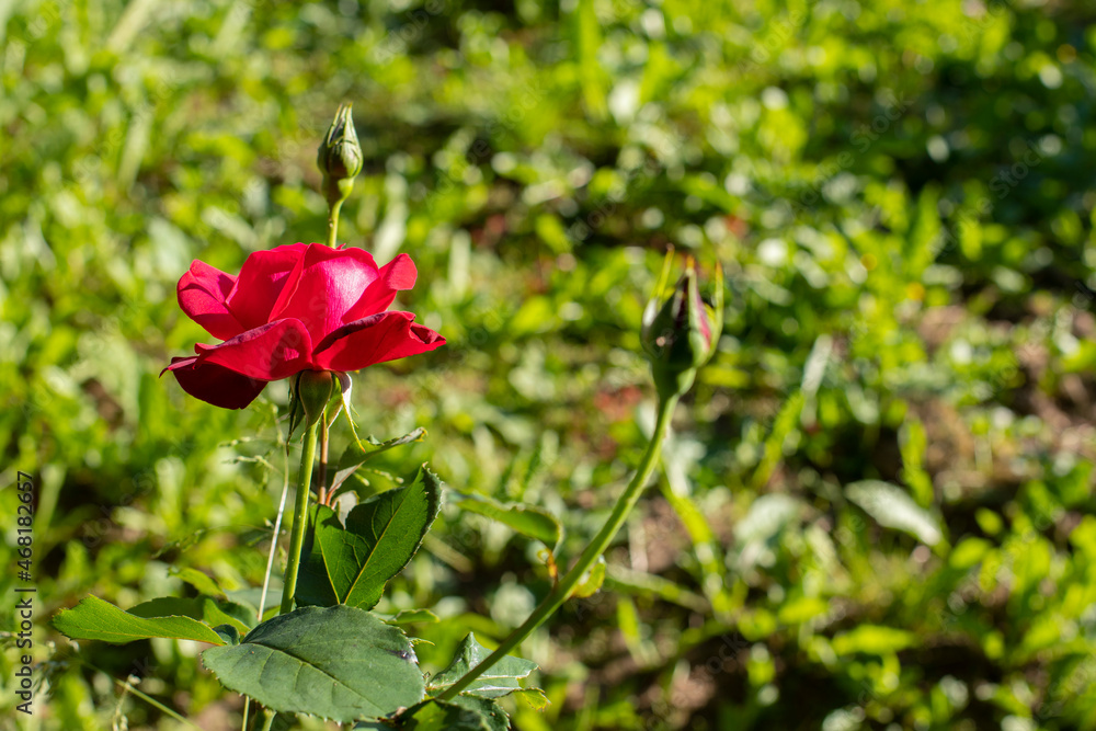 Red rose with buds on a green background. Open flower blossom rose in nature. Horizontal photography