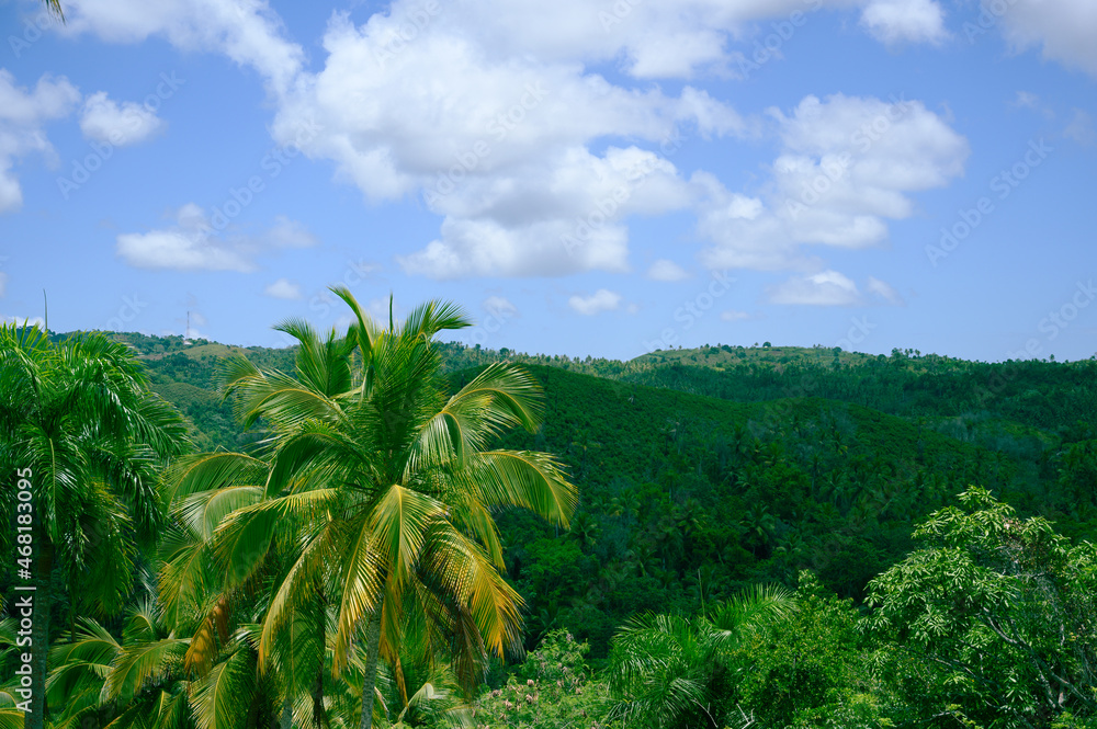 palms tree in exotic parkland green plants. Photo taken in the jungle of the Dominican Republic. The picture clearly shows coconut palms and other tropical plants. The photo is very bright, green. palms tree in exotic parkland green plants. Photo taken in the jungle of the Dominican Republic. The picture clearly shows coconut palms and other tropical plants. The photo is very bright, green.