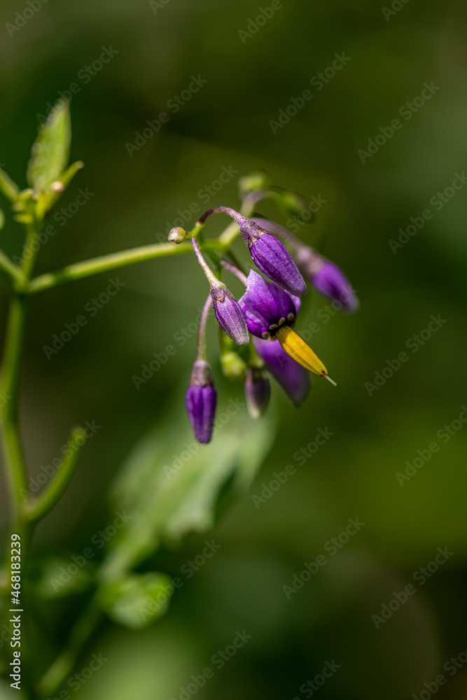 Solanum dulcamara flower growing in field, macro Solanum dulcamara flower growing in field, macro