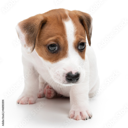 Jack Russell Terrier puppy sitting isolated on white background.