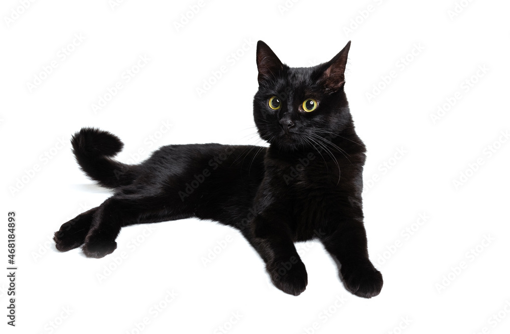 One beautiful black purebred cat with green eyes lying on floor isolated on white studio background. Animal life concept One beautiful black purebred cat with green eyes lying on floor isolated on white studio background. Animal life concept