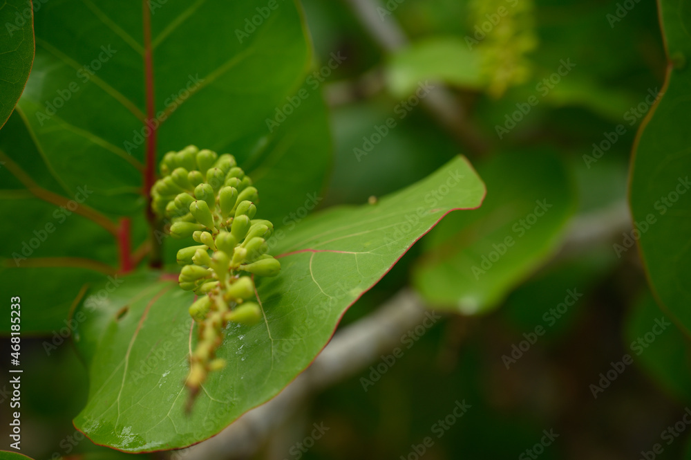 Obraz premium grapes green fruits in wild life carribean island. Photo of grapes taken on a beach in the Dominican Republic. The photo of the tree shows how the grapes grow and form. 