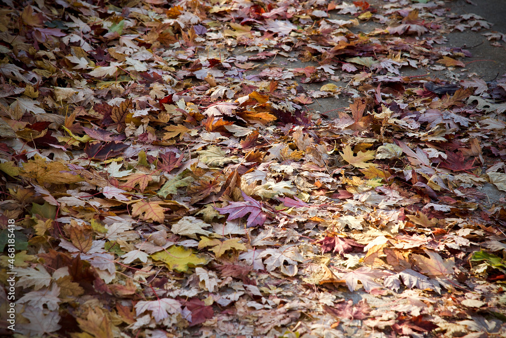 leaves that have fallen on the ground