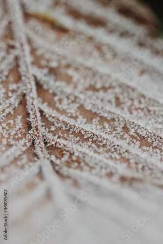 Frost On Autumn Leaf, Ice Crystals Fall NAture Woods Brown LEad