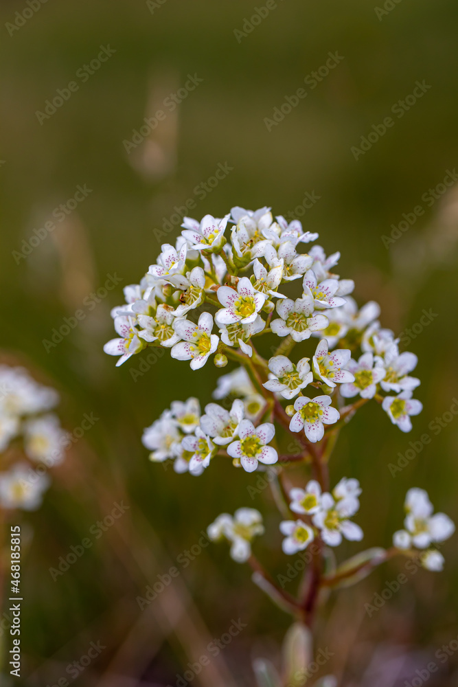 Saxifraga crustata flower growing in mountains Saxifraga crustata flower growing in mountains