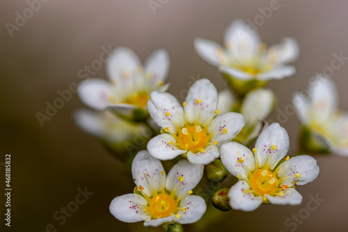 Saxifraga crustata flower in mountains, close up shoot	