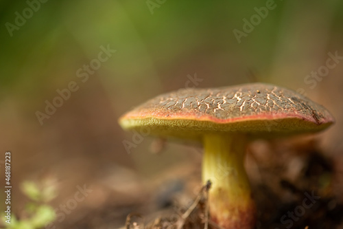 A forest brown mushroom in a natural background