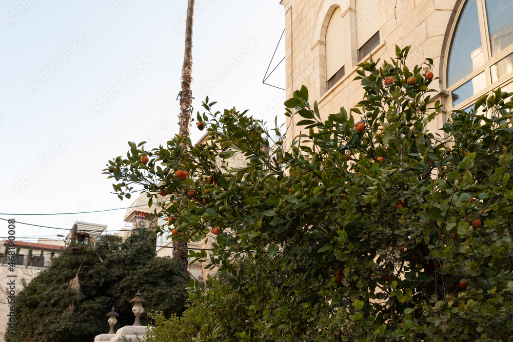 Evening  view of a small mandarin tree growing near a house on Lev Haivri Street in the old Jerusalem district Talbia - Komiyum in Jerusalem, Israel
