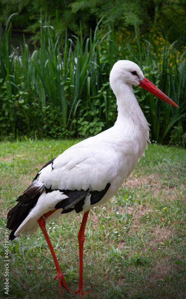 Fototapeta premium stork on a meadow
