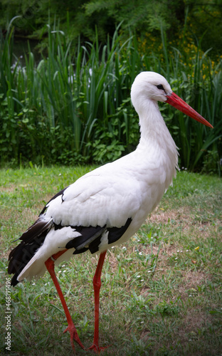 stork on a meadow