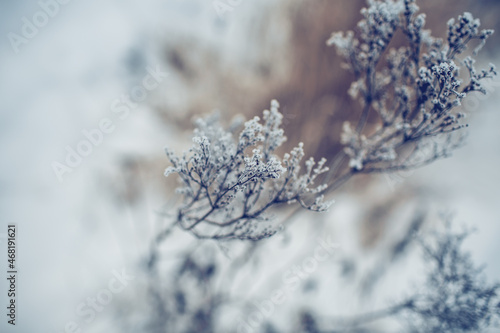 Dry plants in hoarfrost and snow