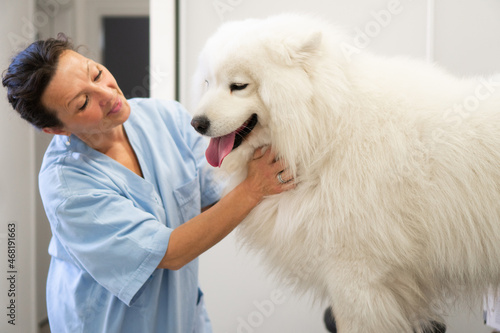 Fototapeta Naklejka Na Ścianę i Meble -  A purebred Samoyed is at the medical examination in the Veterinary clinic. The female vet is checking his condition.
