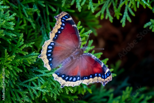 Mourning Cloak Butterfly (Nymphalis antiopa) perched on a branch in the sun.