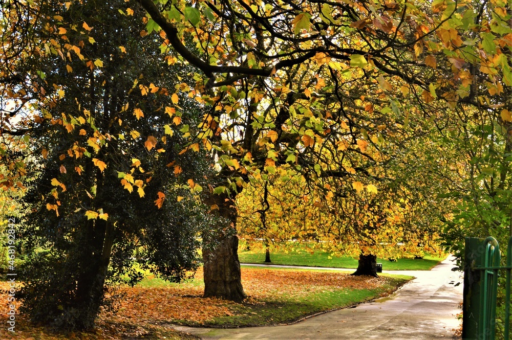 autumn trees in the park