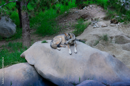 Lobo descansando 