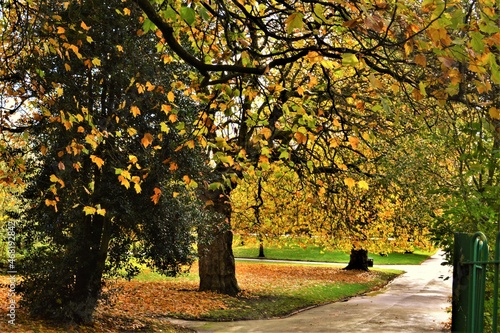 Obraz na płótnie autumn trees in the park w salonie