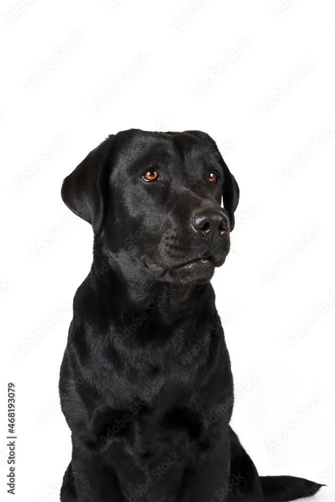 black labrador retriever