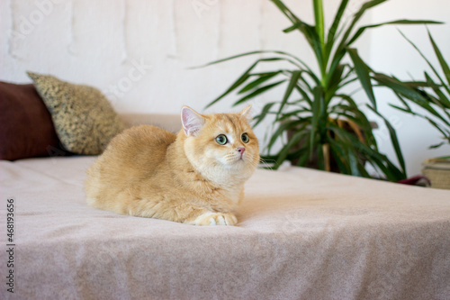 Cute golden cat lying on bed. Breed British shorthair cat with green eyes. Close up photo