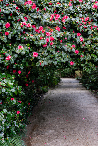 Canilia arch path in flower in February .