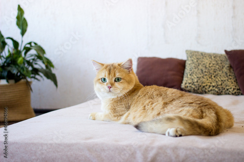 Cute golden cat lying on bed. Breed British shorthair cat with green eyes. Close up