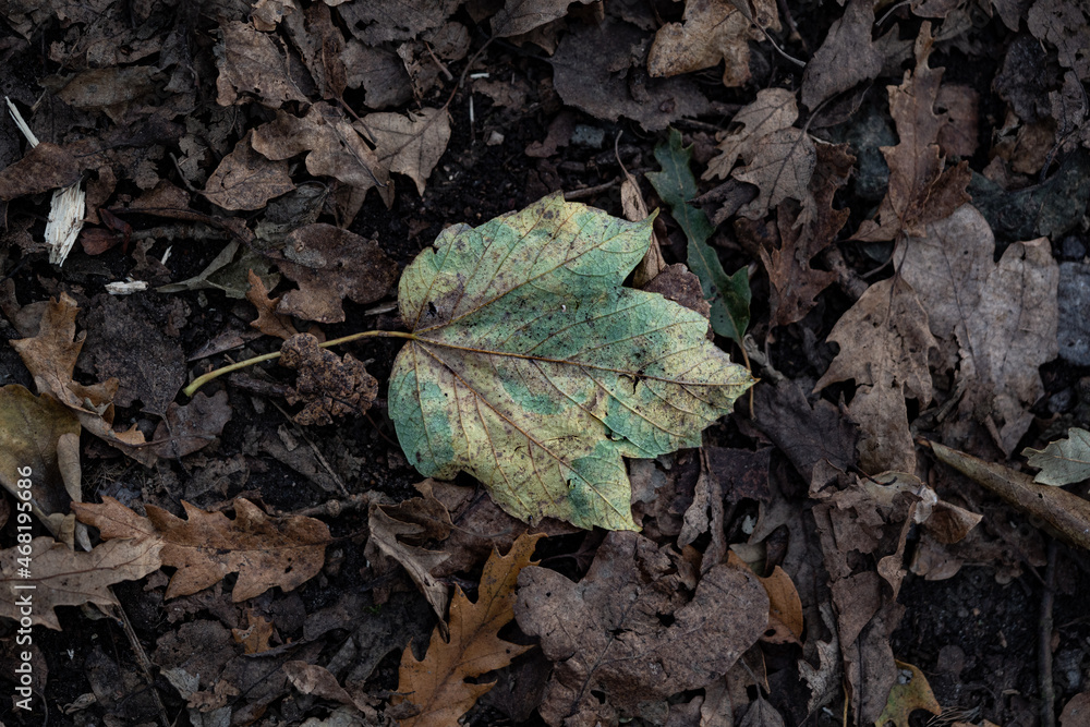 Pastel leaf fallen on the forest woodland floor Pastel leaf fallen on the forest woodland floor